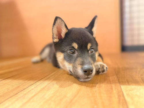 子犬って常に走り回っていたような…。