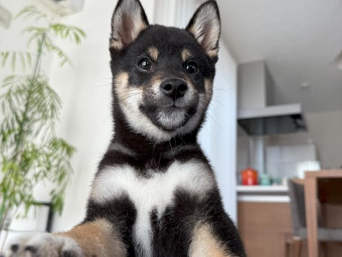 子犬期の成長は一瞬…