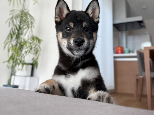 子犬期の成長は一瞬…