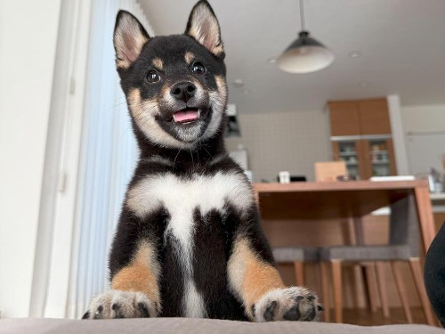 子犬期の成長は一瞬…