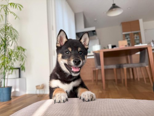 子犬期の成長は一瞬…