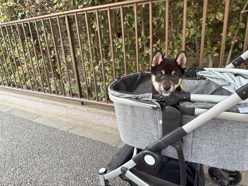 ペットカートに乗る練習