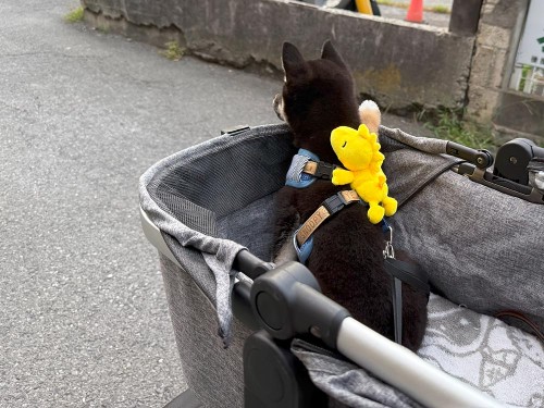 ペットカートに乗る練習