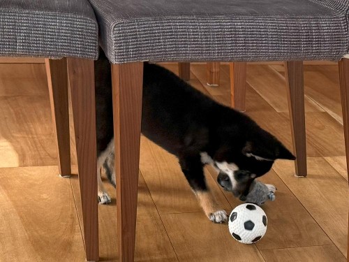 2つのおもちゃを抱え込んで欲張り！