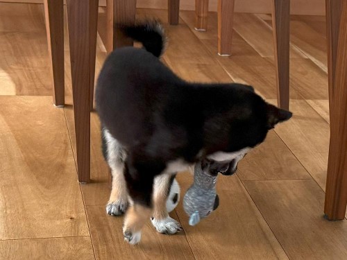 2つのおもちゃを抱え込んで欲張り！