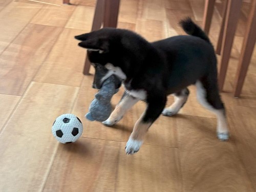 2つのおもちゃを抱え込んで欲張り！