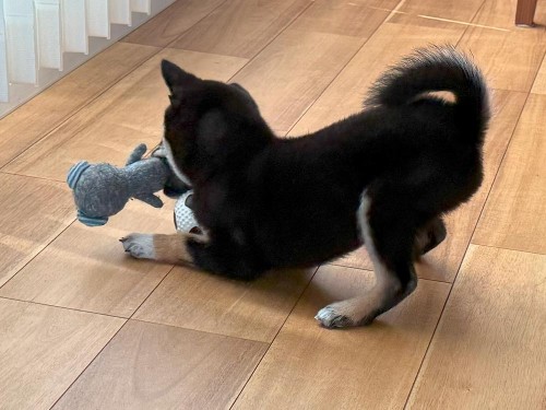 2つのおもちゃを抱え込んで欲張り！