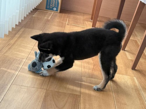 2つのおもちゃを抱え込んで欲張り！