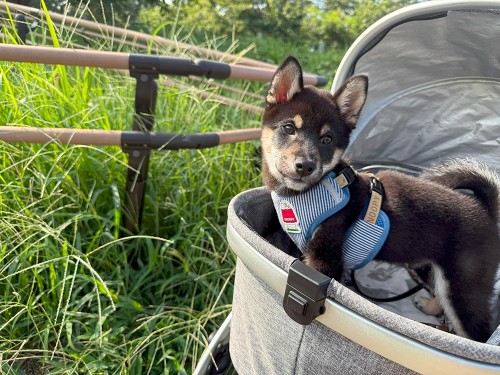 暑いのでカート移動