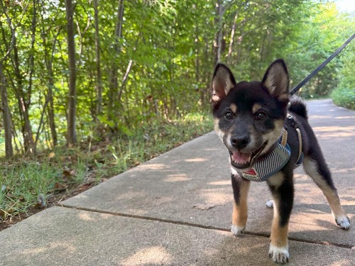 日影が涼しいね