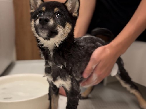 はじめてのシャンプー