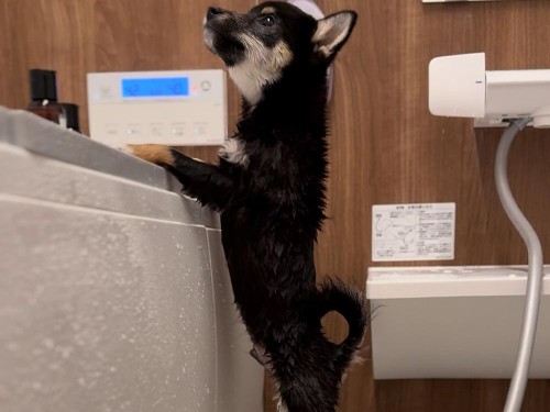 はじめてのシャンプー