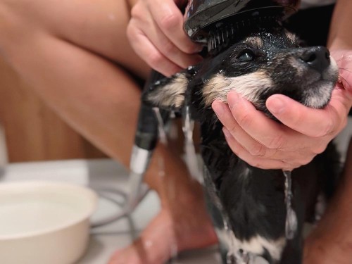 はじめてのシャンプー