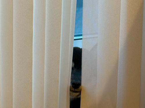 カーテン噛んで怒られた後、すねてる