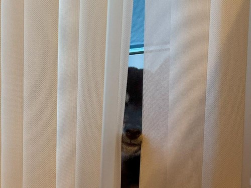 カーテン噛んで怒られた後、すねてる
