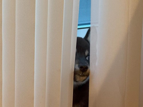 カーテン噛んで怒られた後、すねてる