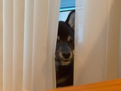 カーテン噛んで怒られた後、すねてる