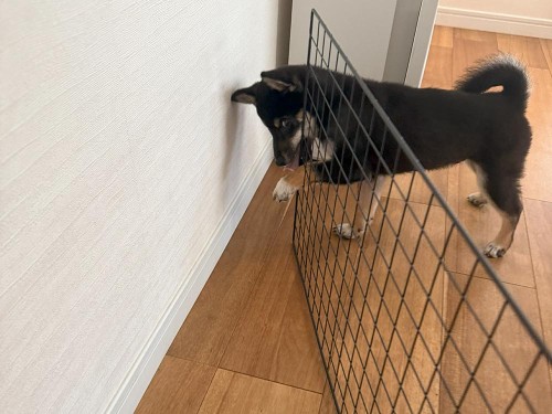 いたずらが酷いときは、服を着せて封印術！