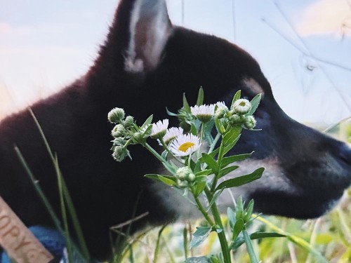散歩もすっかり慣れてきたね！