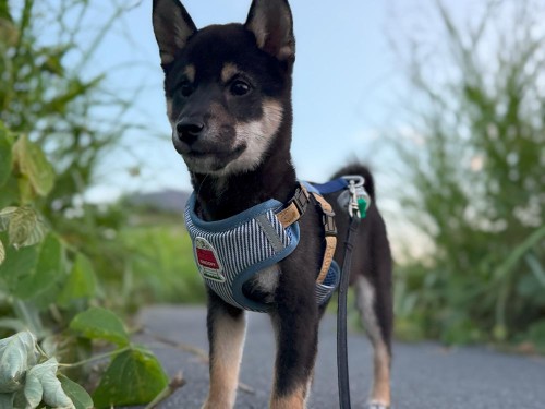 散歩もすっかり慣れてきたね！