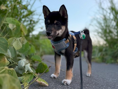散歩もすっかり慣れてきたね！