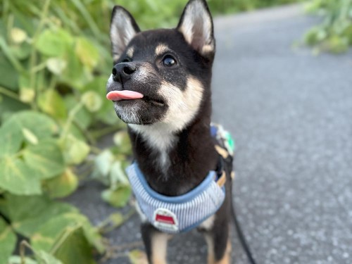 散歩もすっかり慣れてきたね！