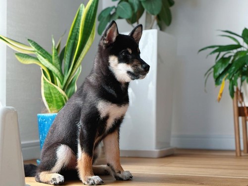 いたずらが酷いときは、服を着せて封印術！