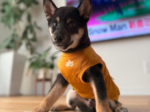 いたずらが酷いときは、服を着せて封印術！