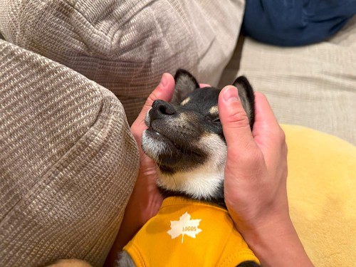 いたずらが酷いときは、服を着せて封印術！