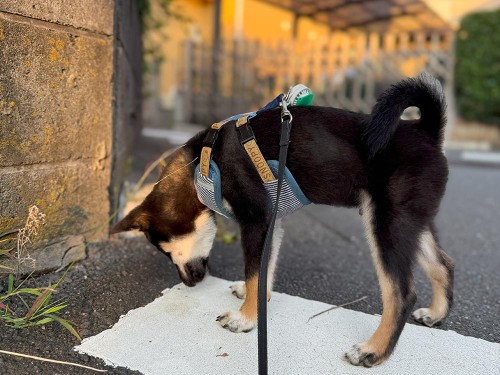 35℃以上の猛暑日…毎日観測史上を記録中