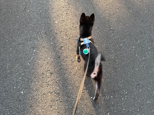 35℃以上の猛暑日…毎日観測史上を記録中