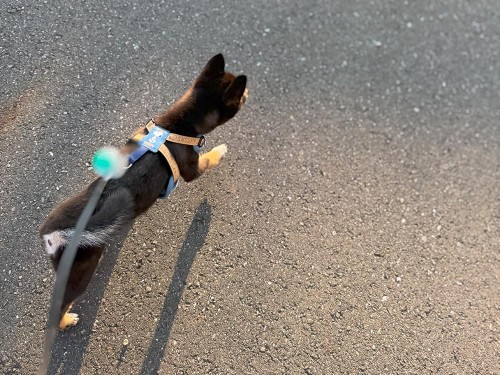 35℃以上の猛暑日…毎日観測史上を記録中