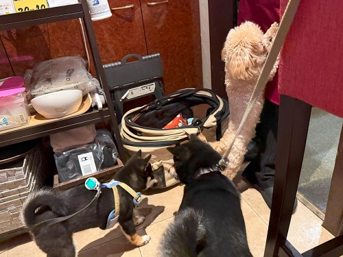 みんなで「中華ダイニング いろは」で外食♪