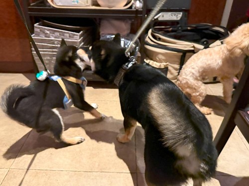 みんなで「中華ダイニング いろは」で外食♪