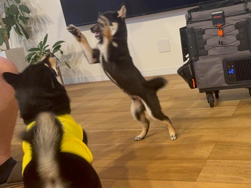 威嚇も出来るんだから！