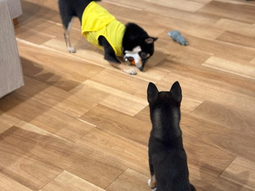 ぼくのおもちゃなのに…