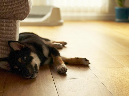 子犬の成長は早い！