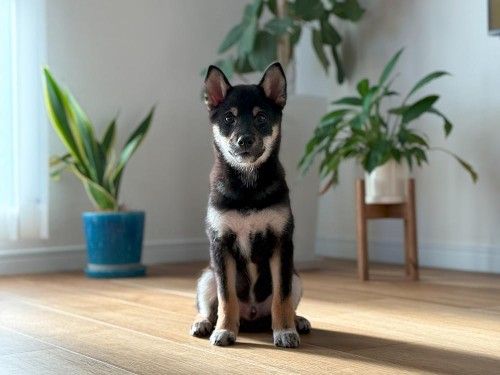 子犬の成長は早い！