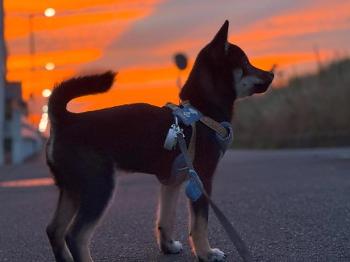 すごい夕焼け！だけど、天気は下り坂かな？！