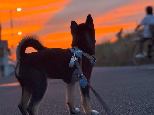 すごい夕焼け！だけど、天気は下り坂かな？！