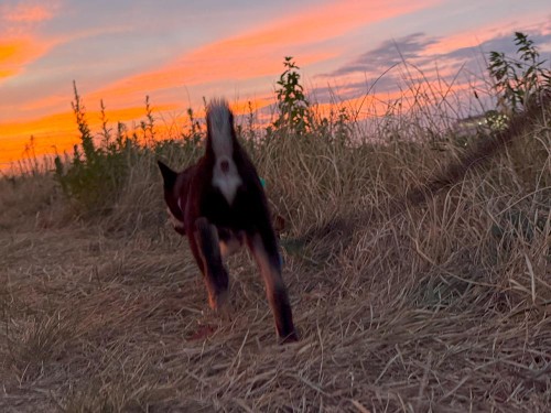 すごい夕焼け！だけど、天気は下り坂かな？！