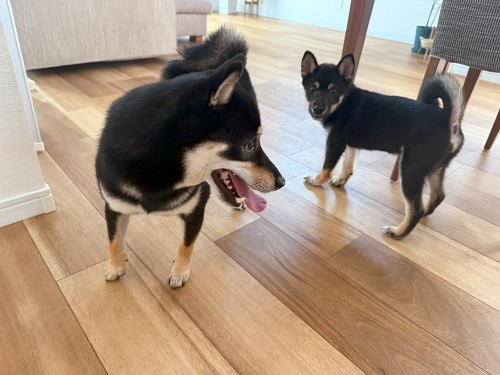 友達のふくがお泊りに来たよ！（1日預かり）