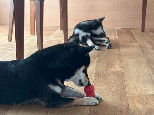 友達のふくがお泊りに来たよ！（1日預かり）