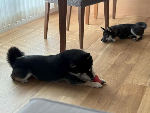 友達のふくがお泊りに来たよ！（1日預かり）