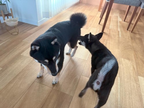 友達のふくがお泊りに来たよ！（1日預かり）