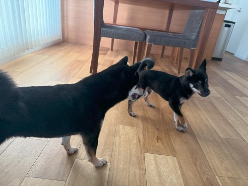 友達のふくがお泊りに来たよ！（1日預かり）