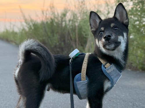 足が長いのはこれから成長する証拠！