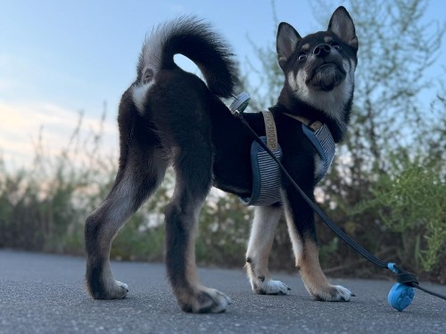 足が長いのはこれから成長する証拠！