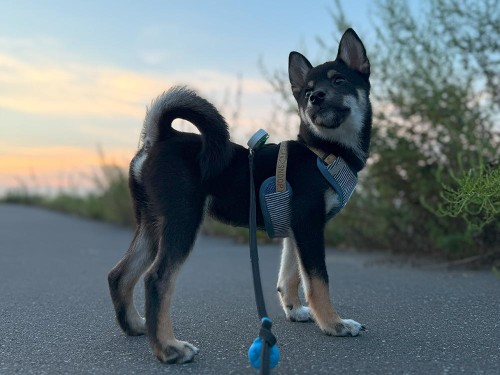 足が長いのはこれから成長する証拠！