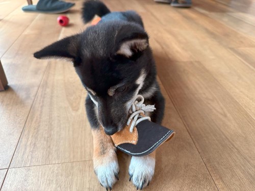 最近お気に入りのおもちゃ